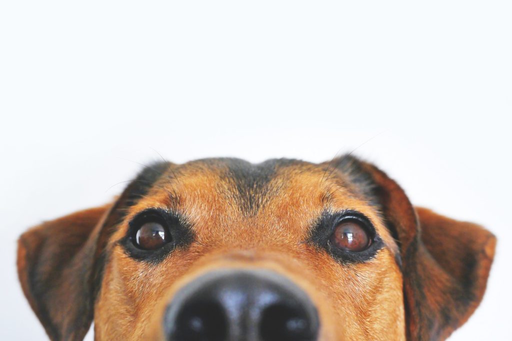 dog2